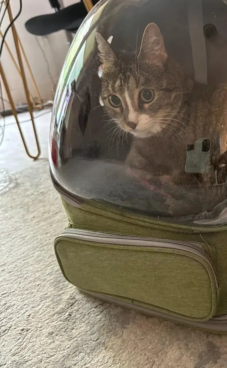 Mochila transportadora transparente para gatos, bolso de hombro transpirable duradero para exteriores